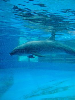 Dolphin swimming in the pool tank at Sea Life Park Oahu, Hawaii.