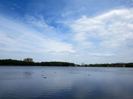 Chestnut Hill Reservoir with ducks swimming in water in Suburban Boston on a beautiful day.                               