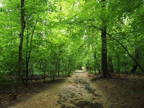 Straight Dirt Path surrounded by tall trees in Forest in Rock Creek Park, Washington DC.