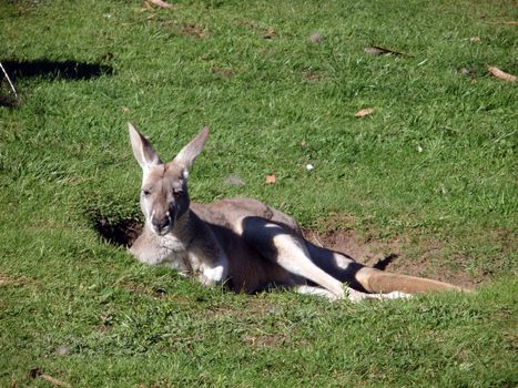 Kangaroo rests in a Hole at the San Francisco Zoo.