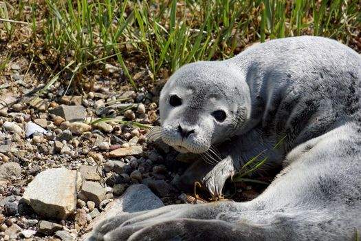 Close-up of Baby fur seal resting with open eyes on grass, Maine