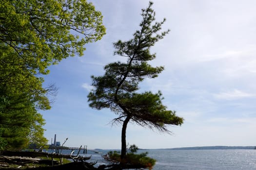 Pine trees grows funky on a beach on Cousins Island with a pier and Large Gas Power Plant in the distance in Yarmouth, Maine.