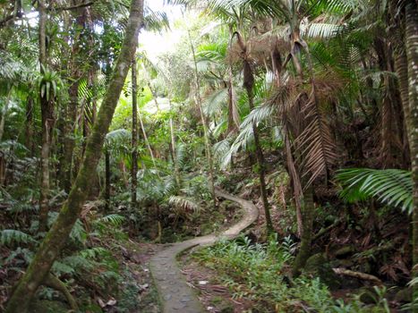 Curvy Path in Tropical rainforest in El Yunque Puerto Rico