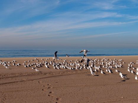 Flock of Western sea gulls rest on the beach with a couple of them flying in the air at Dockweiler Beach State Park, Playa Del Rey in LA, California.