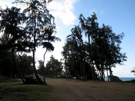 Dry Grass with dirt path surrounded by Iron Wood trees at Waimanalo Beach Park with the beach in the distance. 