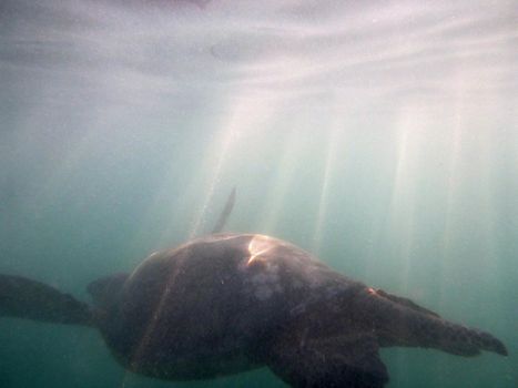 Hawaiian Sea Turtle swims under the waves of Waikiki, Oahu, Hawaii.