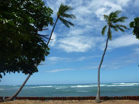 Coconut trees hang over red cylinder stones along cliff shore next to shallow ocean waters of Waikiki looking into the pacific ocean at Leahi Beach Park on Oahu, Hawaii on a beautiful day. 