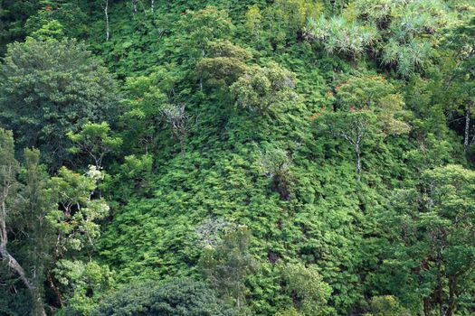 Close-up of lush tropical rain-forest hillside on The Road to Hana, Maui, Hawaii, USA.  Great for backgrounds and textures.