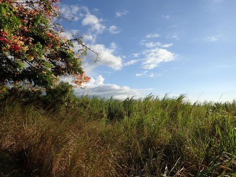 Flowers on tree and tall grass with blue sky with a couple of clouds on Maui