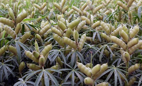 Grow on a green field, young plants of oats, Lupin, peas.