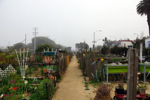 Community Garden in  Santa Monica, California with Marine layer fogging in the garden.             