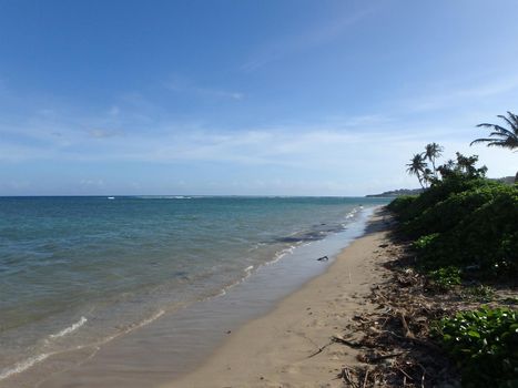 Coconut Trees and napakaa plants line Kahala Beach with sparse clouds on a beautiful day on Oahu, Hawaii.   