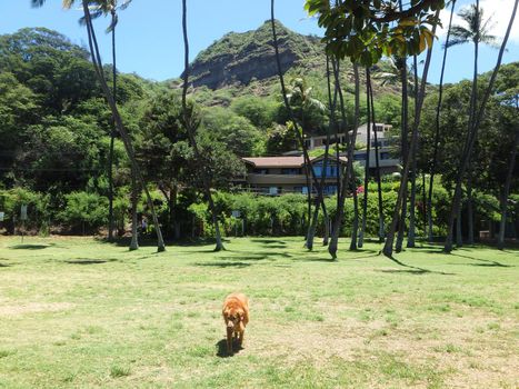 Golden Retriever Dog walks through park with coconut trees nice homes and  Diamond Head Crater in the background on Oahu, Hawaii. 