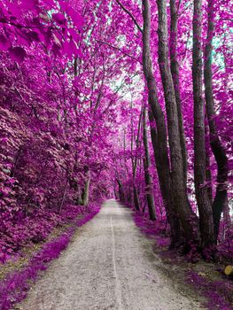 Beautiful pink and purple infrared panorama of a forest