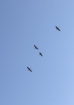 Lots of white storks in a completely blue sky