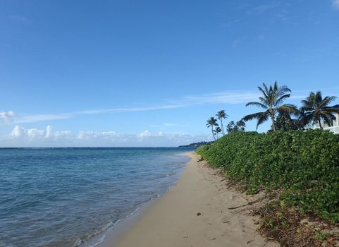 Coconut Trees and napakaa plants line Kahala Beach with sparse clouds on a beautiful day on Oahu, Hawaii.   