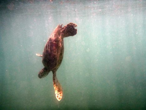 Hawaiian Sea Turtle swims downwards in the waters of Waikiki on Oahu, Hawaii.