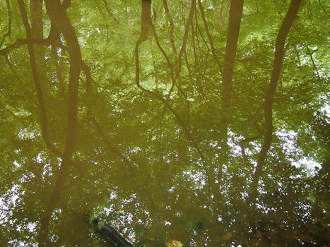 Background of trees mirrored in murky water surface.