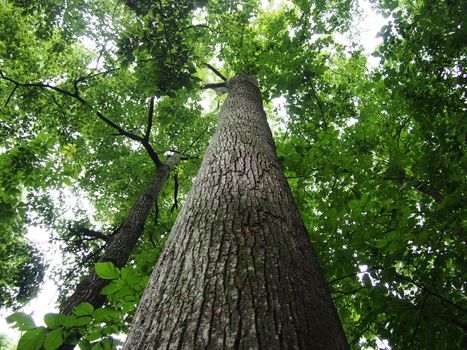 Looking up at tall trees in forest as sun shines through the canopy of tree green leafs.