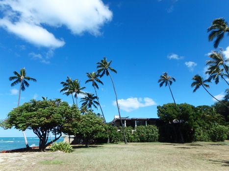 Coconut trees hang over stone path along cliff shore next to shallow ocean waters of Waikiki looking into the pacific ocean at Leahi Beach Park on Oahu, Hawaii on a beautiful day. 