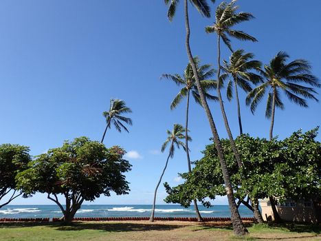 Coconut and other trees in park along man-made cliff shore next to shallow ocean waters of Waikiki looking into the pacific ocean at Leahi Beach Park on Oahu, Hawaii on a beautiful day. 