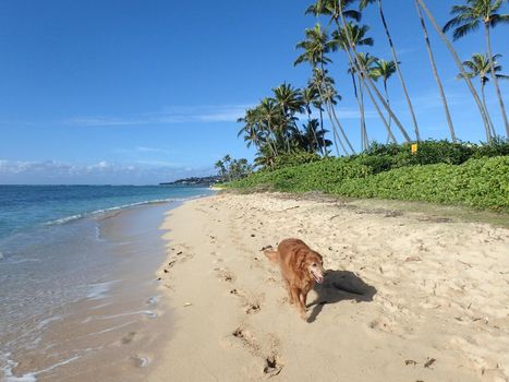 Golden Retriever Dog walks along beach with wind blowing in hair, Coconut Trees and napakaa plants line Kahala Beach with sparse clouds on a beautiful day on Oahu, Hawaii.   