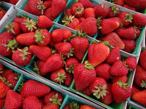 Strawberries displayed in square light blue plastic baskets at a farmers market in San Francisco, California.