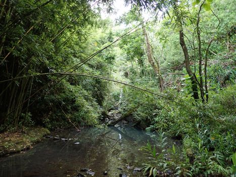 Stream surrounded by bamboo and boulder rocks runs through lush green forest on Maui, Hawaii.