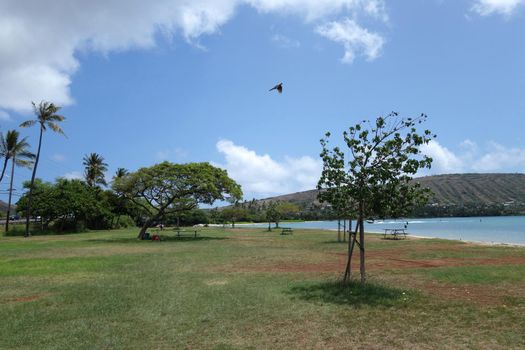 Pidgin flying in the air at Maunalua Bay Beach Park full of trees in Hawaii Kai with Portlock in the distance and boat racing in the water on Oahu, Hawaii. 