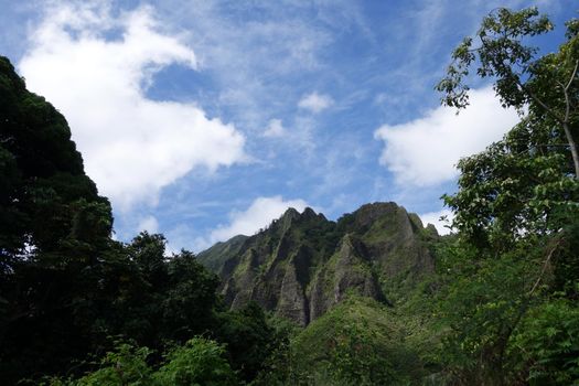 Looking upwards through trees at Lush Green Koolau Mountain Range along the southeast side of the island of Oahu, Hawaii.