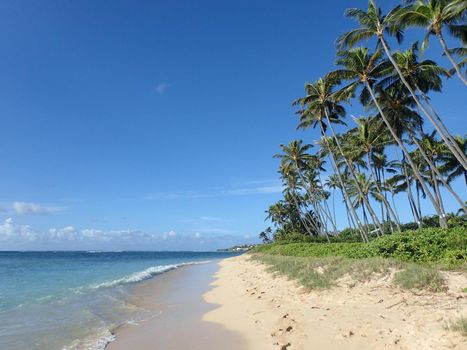 Coconut Trees and napakaa plants line Kahala Beach as waves lap beach with sparse clouds on a beautiful day on Oahu, Hawaii.   