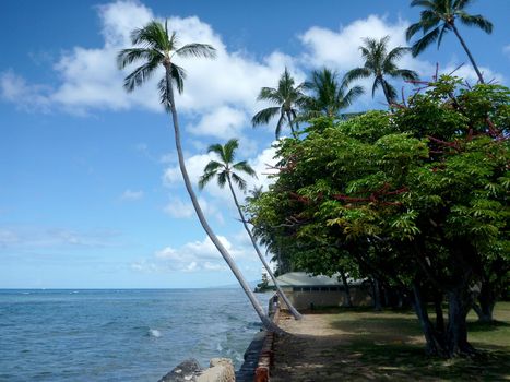 Coconut trees hang over stone path along cliff shore next to shallow ocean waters of Waikiki looking into the pacific ocean at Leahi Beach Park on Oahu, Hawaii on a beautiful day. 