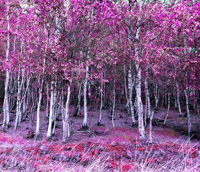 Beautiful pink and purple infrared panorama of a forest