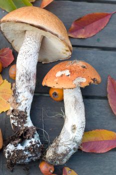 fresh boletus are scattered on the table, the autumn harvest of forest edible mushrooms for harvesting for the winter in reserve. High quality photo