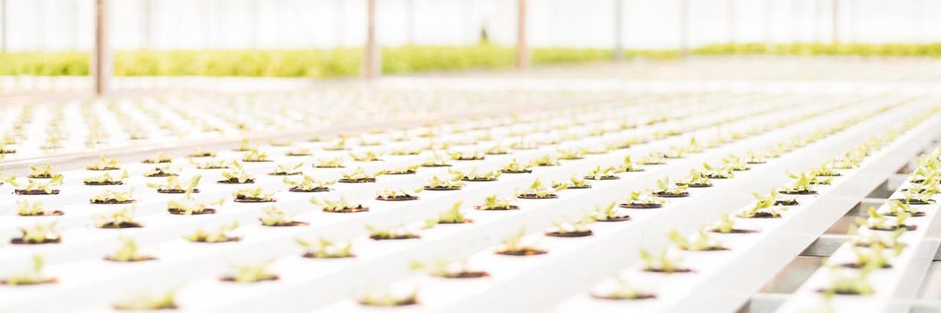 Green sprouts in a large bright white greenhouse. Web banner for farm web sites.