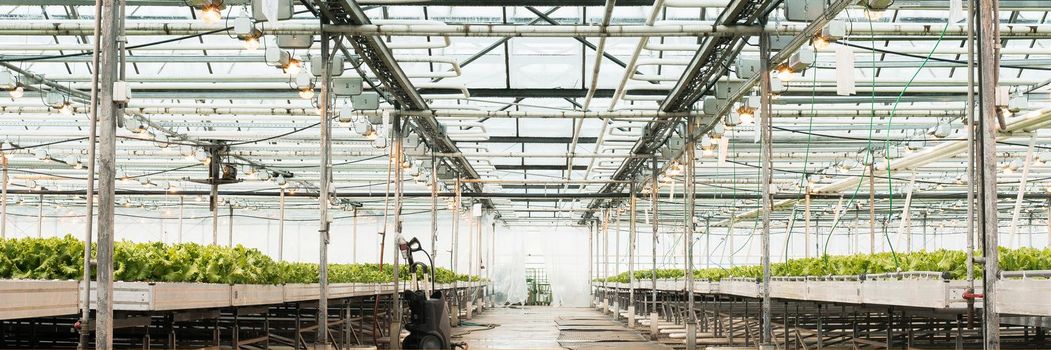 Green House and green vegetable. Young plants growing in a very large nursery. Web banner.