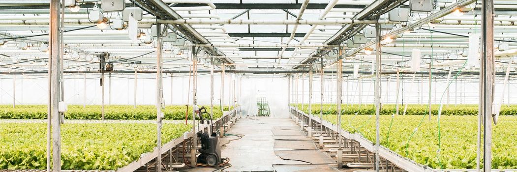 Green House and green vegetable. Young plants growing in a very large nursery. Web banner