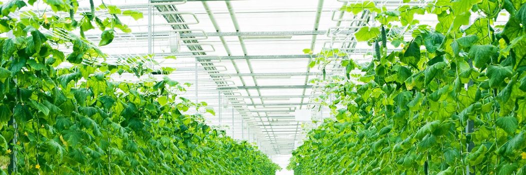 Growing green cucumbers in a large and bright greenhouse. Small green cucumbers on the farm. Web banner.