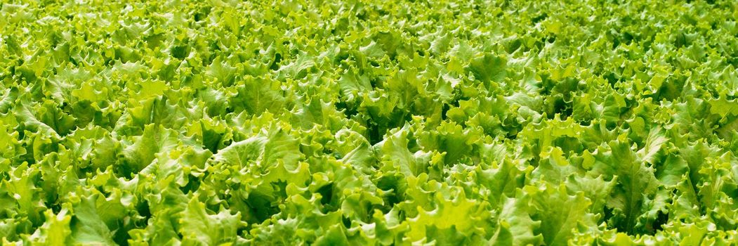 green cabbage grows in the greenhouse. Growing greens on an industrial scale. The big light greenhouse with a large amount of lettuce. Web banner.