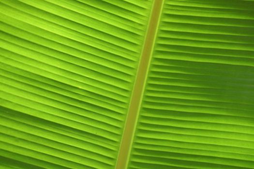 Green Banana leaf with spine close-up.