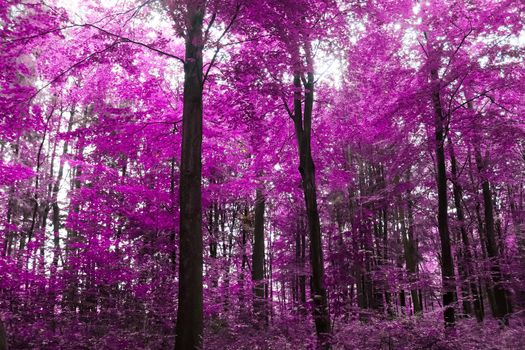 Beautiful pink and purple infrared panorama of a forest