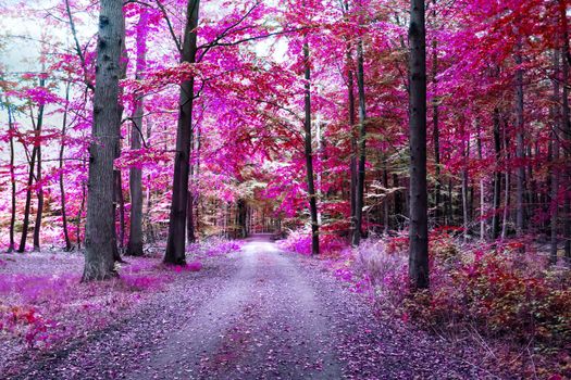 Beautiful pink and purple infrared panorama of a forest