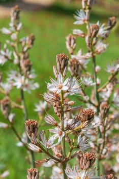 Asphodelus Albus, commonly known as white-flowered asphodel, is an herbaceous perennial. A bee has nectar from a flower. High quality photo