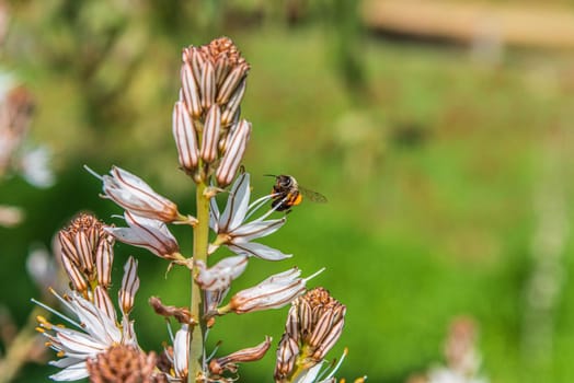 Asphodelus Albus, commonly known as white-flowered asphodel, is an herbaceous perennial. A bee has nectar from a flower. High quality photo