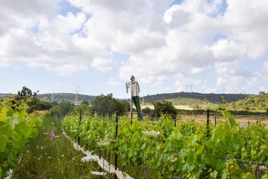 A Scarecrow in the middle of a vineyard. A grape orchard in Zichron Yaacov, Israel. High quality illustration