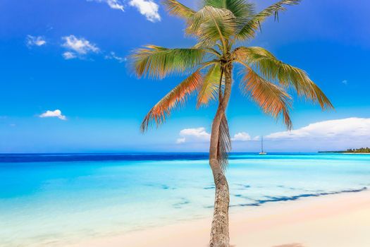 Idyllic and secluded turquoise beach in Saona Island, Punta Cana, Dominican republic.