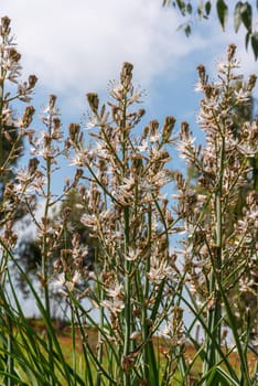 Asphodelus albus, commonly known as white-flowered asphodel, is an herbaceous perennial. High quality photo