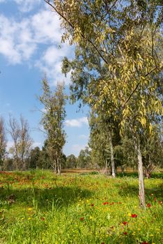 View of Eucalyptus trees and fields of red anemone flowers, Northern Negev Desert, Southern Israel, Darom Adom Festival. High quality photo