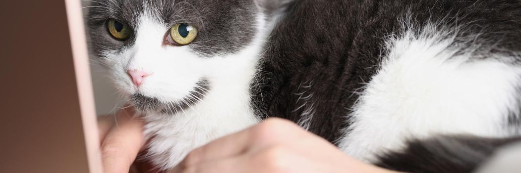 Close-up of domestic cat watch owner work on laptop, lay on lap with person. Favourite domestic pet, fluffy creature, little friend. Friendship concept