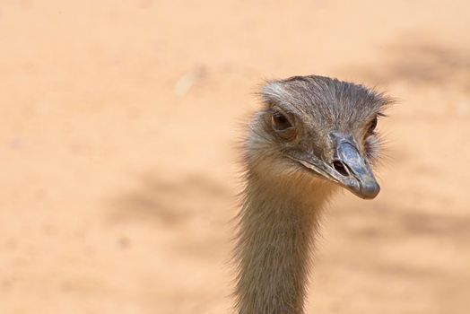 Front view of an ostrich. The concept for fear, ignoring, alertness, and attention. High quality photo